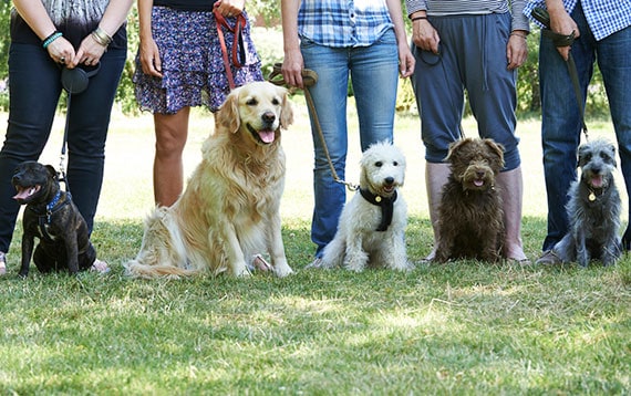 [Изображение: Group-Of-Dogs-With-Owners-At-Obedience-Class.jpg]