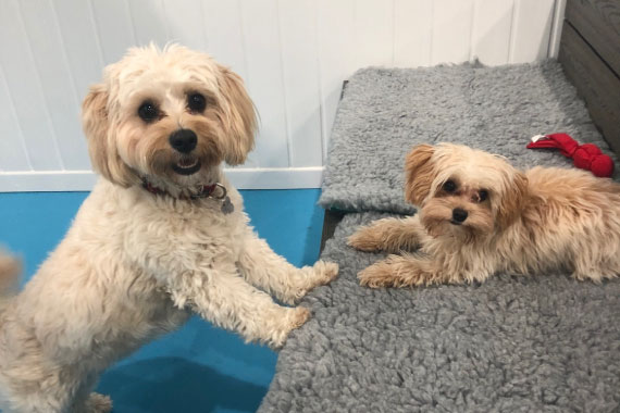 Dogs At Doggy Day Care 