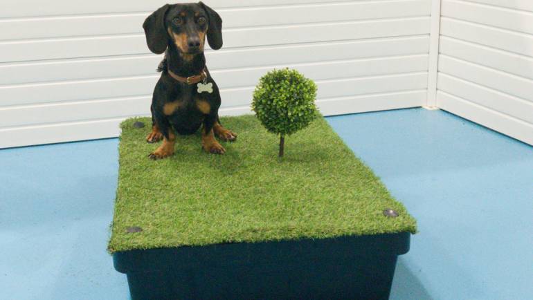 Dogs and artificial grass – are you missing a trick?