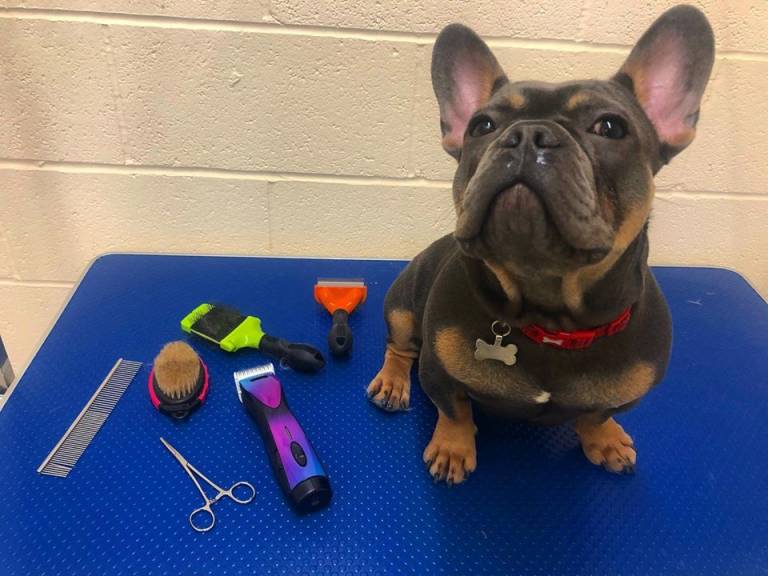 Dog Grooming | Pet Groomers near Me | Manchester | Trafford Park Dog Grooming | Pet Groomers near Me | Manchester | Trafford Park