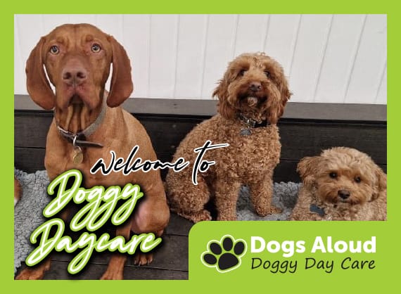 doggy day care wigan