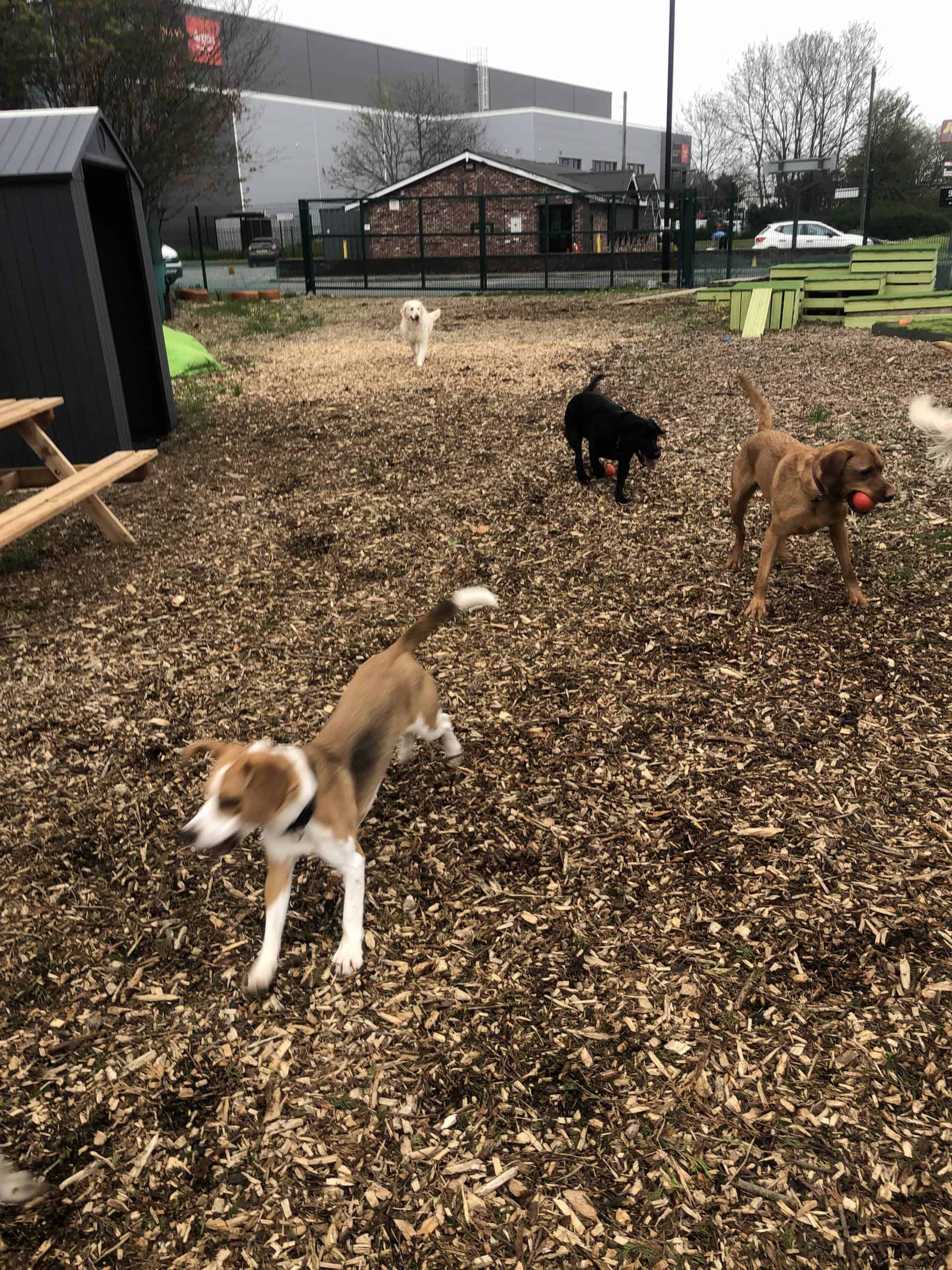 Doggy Day Care Blackley