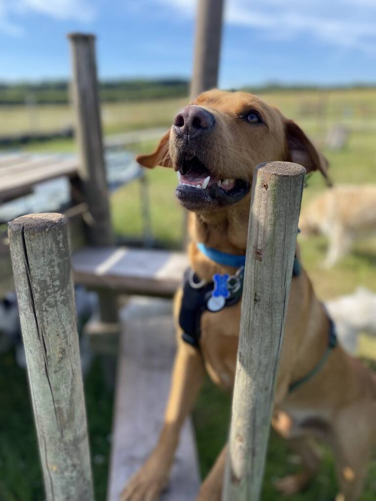 Dog bus adventure field